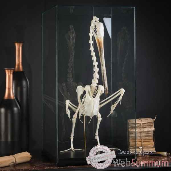 Squelette de pelican Objet de Curiosite -PU600